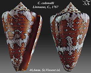 Conus cedonulli 1.jpg