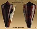 Conus thalassiarchus 5