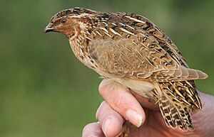 Coturnix coturnix (Phasianidae) (Common Quail) - (second calendar year), Meijendel, the Netherlands