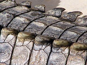Crocodiles skin 0568-Djerba-sgsprzem