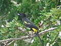 Cuban Oriole .cu (3)