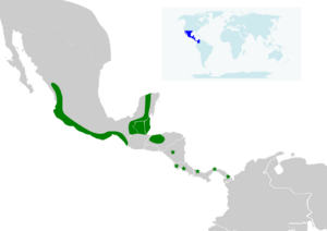 Cynomops mexicanus map.svg