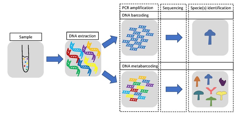 DNA (meta)barcoding differences.pdf