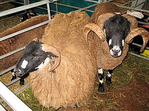 Dalesbred sheep in pen