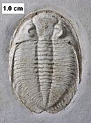 Dalmanitid trilobite