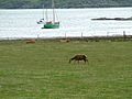 Deer, Cattle and Boats - geograph.org.uk - 874714