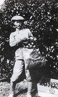 Dosan Ahn Chang Ho, picking oranges in Southern California.jpg