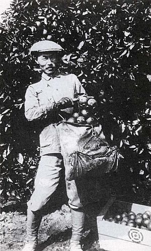 Dosan Ahn Chang Ho, picking oranges in Southern California