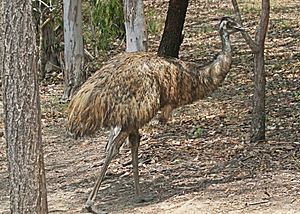 Emu JCB