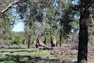 Emus in Weddin Mountains National Park.JPG