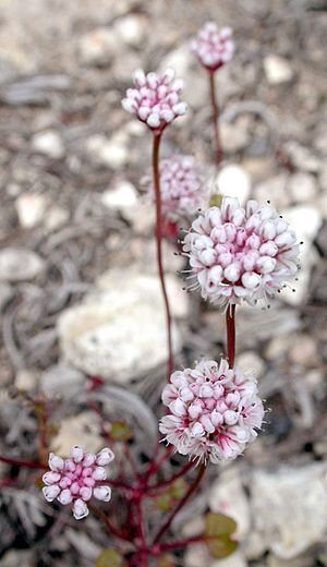 Pinnacles buckwheat Facts for Kids