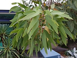 EucalyptusGregoriensis BotGartenMelbourne-20171124-1b.jpg