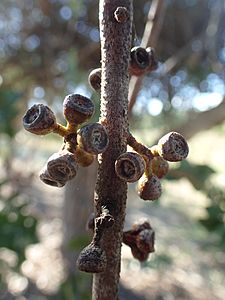 Eucalyptus crenulata fruit(2)