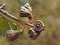 Eucalyptus kessellii kessellii fruit