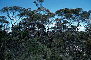Eucalyptus ligustrina.jpg