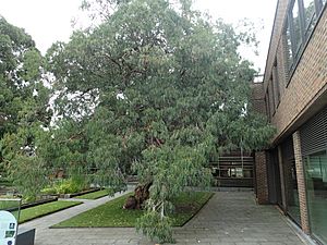 Eucalyptus perrinana 01.jpg