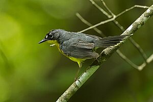 Fan-tailed warbler Facts for Kids