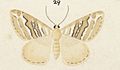 Fig 29 MA I437613 TePapa Plate-XIV-The-butterflies full (cropped)