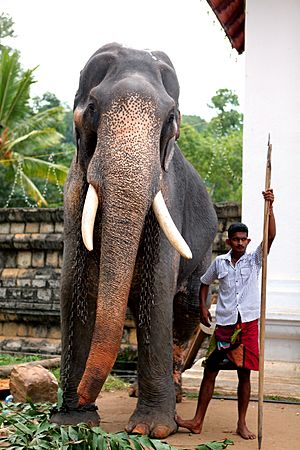 For centuries, elephants have played an important role in Sri Lanka. Here workers prepare an elephant for the island's l - Flickr - Al Jazeera English