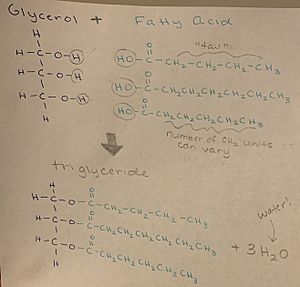 Forming a triglyceride 