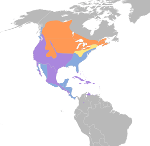 Fulica americana map.svg
