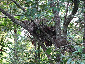 Gorilla nest