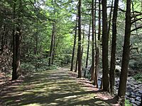 Granville State Forest,Granville MA