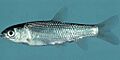 Grass-Carp1web