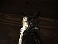 Great Horned Owl, Long Branch Nature Center, Glencarlyn, Arlington, Virginia