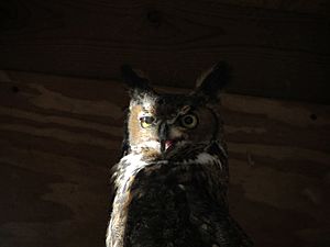 Great Horned Owl, Long Branch Nature Center, Glencarlyn, Arlington, Virginia