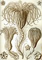 Haeckel Crinoidea