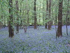 Hallerbos Bluebells