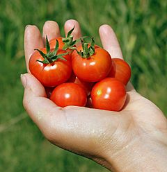 Handheld-Cherry-Tomatoes-in-hand 8063