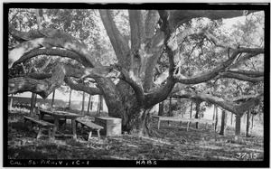 Historic American Buildings Survey, Photographed by Norris M. Knaus, March 22, 1934. VIEW OF BLACK WALNUT TREE (125 ft. Spread) - Casa Del Rancho Camulos, State Highway 12 (5164 HABS CAL,49-PET.V,1-17