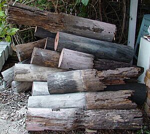 House stumps eaten by termites