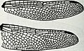 Image from page 951 of "Catalogue of the family-group, genus-group and species-group names of the Odonata of the world" (1994) (19960130783)