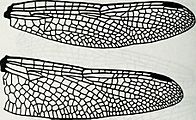 Image from page 951 of "Catalogue of the family-group, genus-group and species-group names of the Odonata of the world" (1994) (19960130783)