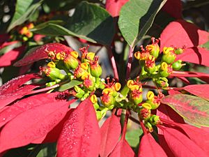 Inflorescence 1
