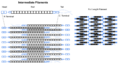 Intermediate filaments