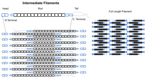 Intermediate filaments