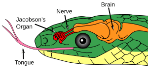 Jacobson's organ in a reptile