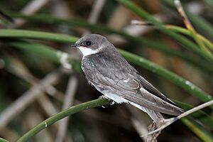 Juvenile Tree Swallow (Tachycineta bicolor)