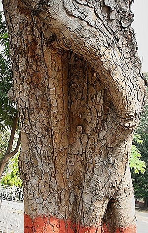 Kigelia africana Bark