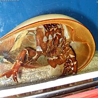 Limulus polyphemus(bottom)