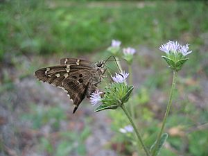 Long-tailed Skipper Butterfly (Urbanus proteus) 1