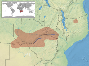 Lygodactylus chobiensis distribution.png