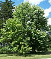 Magnolia acuminata.jpg