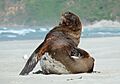 Male New Zealand Sea Lion scratching itself