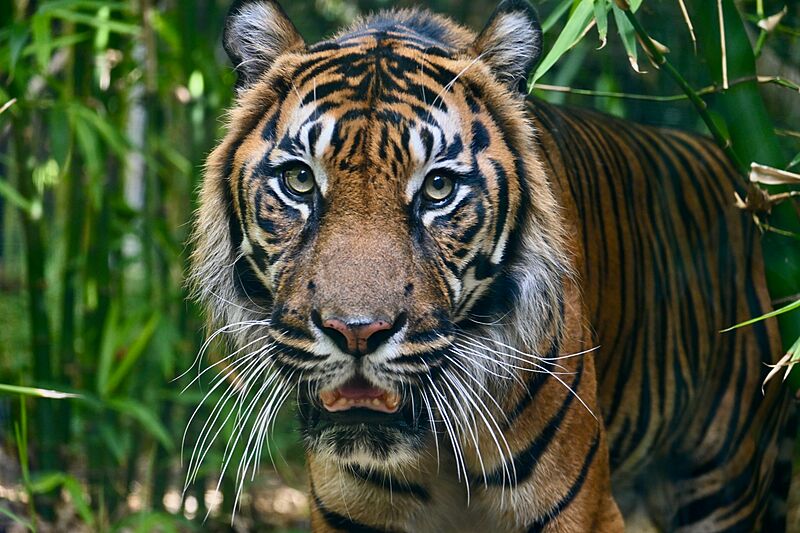 Male Sumatran Tiger