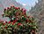 Manaslu-Circuit Rhododendron.jpg